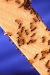 Photo for Excellence Pest & Termite Control