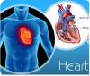 Photo for Prosthetic Heart Valve Market - Global Industry Insights, Trends and Opportunity Analysis, 2016-2024