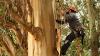Photo for Arborist Guys