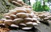 Photo for United States Edible Mushrooms Market Report 2017v