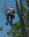 Photo for Akron Tree Services