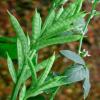 Photo for Global Guar Gum Market by Manufacturers, Countries, Type and Application, Forecast to 2022
