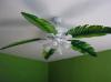 Photo for Tropical Ceiling Fan Guys