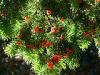 Photo for Pine Needles Guys