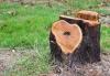 Photo for Tree Removal Squad