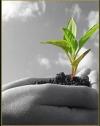 Photo for Millennium Cannabis Seed Club of Colorado