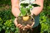 Photo for Global Maca Extract Market by Manufacturers, Countries, Type and Application, Forecast to 2022