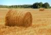 Photo for United States Hay Market Share,Size and Demand Report 2017