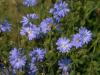 Photo for Global Chicory Market by Manufacturers, Countries, Type and Application, Forecast to 2022