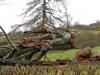 Photo for Little Rock Tree Care
