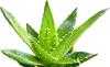 Photo for Pure Aloe Vera Organization