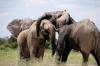 Photo for Plan a Safari Trip the Right Way