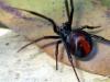 Photo for Superior Grade A Pest Control