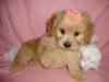 Photo for Burns Cuddly Canines
