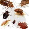Photo for Tips To Select Best Service For Rodent Extermination New York City