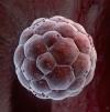 Photo for Approval for Opdivo to Play Significant Role in the pipeline drugs for hematopoietic stem cell transplantation market