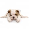 Photo for Shirley's Pet Grooming