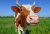 Photo for Frozen Beef Products