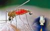 Photo for Global Malaria Vaccines Market, By Vaccines Type, Agent Distribution Channel and Geography - Insights, Opportunity Analysis, and Industry Forecast till 2024