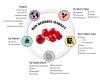Photo for Red Berries Market Expected to be worth US$ 24.9 Mn by 2026 End