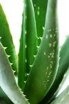 Photo for Aloe Extract Market - Global Trends, Market Share, Industry Size, Growth, Opportunities, and Market Forecast to 2022