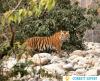 Photo for Jim Corbett Packages-Jim Corbett Resorts Starting Rs 1600