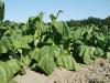 Photo for Future of Global Organic Tobacco Sales    Market Growth, Size, Trends and Regional Forecast from 2012 to 2022