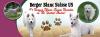 Photo for Berger Blanc Suisse White Swiss Shepherd