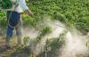 Photo for Global Dicamba Herbicide Market 2016 Industry Analysis & Forecast 2024