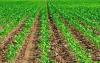 Photo for Global Fertilizer Additives Market Trends estimates high demand by 2024