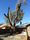 Photo for Tip Top Tree Service