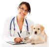 Photo for Companion Animal Care   Market - Global Trends, Market Share, Industry Size, Growth, Opportunities, and Market Forecast 2017