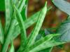 Photo for Global Guar Gum Market by Manufacturers, Countries, Type and Application, Forecast to 2022