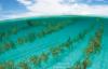Photo for Commercial Seaweed Market - Industry Trends and Forecast Analysis For 2017 - 2025