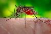 Photo for 2017–2022 Global Top Countries Zika Virus Market Report