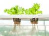 Photo for Global Hydroponics Market 2016 Industry Analysis & Forecast 2024