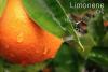 Photo for Global Limonene Market by Manufacturers, Countries, Type and Application, Forecast to 2022
