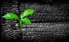 Photo for Global Biochar Market Rising at $585.0 Mn in 2020