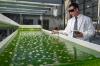 Photo for GrandResearchStore:Algae Biofuel Market Report 2017