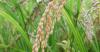 Photo for 2017–2022 Global Top Countries Ferulic Acid Market Report