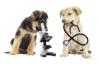 Photo for Global Veterinary Diagnostics Market to record high demand by 2016-2024