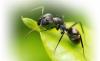 Photo for Insect Control Guys