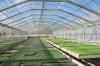 Photo for Global Commercial Greenhouse Market Research Report 2016