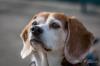 Photo for Value Dog Training