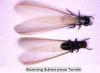 Photo for Termite Damage Guys