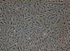 Photo for Mouse Primary Cells -- Bioarray