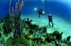 Photo for Global Dive Lights Market to Register Substantial Expansion By 2022