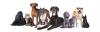 Photo for Why a Dog Daycare is a Good Idea for Your Pet