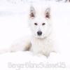 Photo for Berger Blanc Suisse White Swiss Shepherd @ vom Guardian Haus
