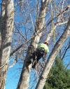 Photo for Top Notch Tree Service – A Trusted Name for Hiring Tree Removal Services